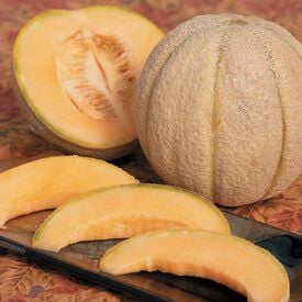 Halona, (F1) Melon Seeds